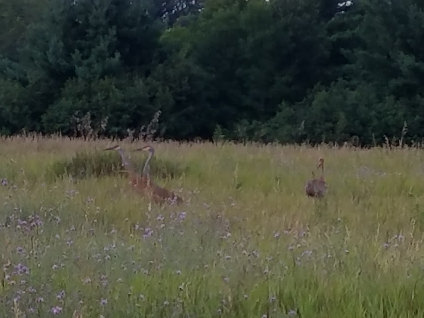 sandhill cranes